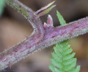 Rubus obscuriflorus