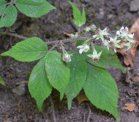Rubus obscuriflorus