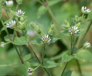 image for Water Chickweed