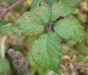 image for Elm-leaved x File-stemmed Bramble