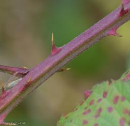 Elm-leaved x File-stemmed Bramble