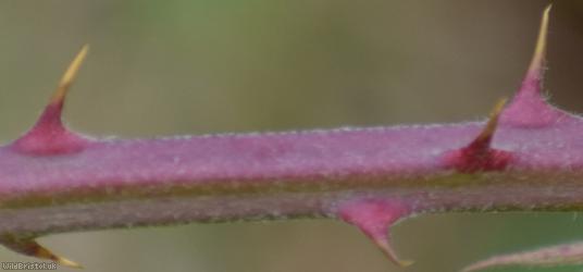 Elm-leaved x File-stemmed Bramble