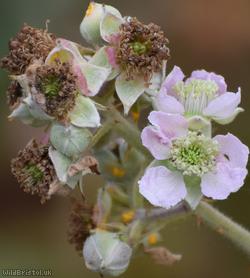 Elm-leaved x File-stemmed Bramble