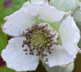 Elm-leaved x File-stemmed Bramble