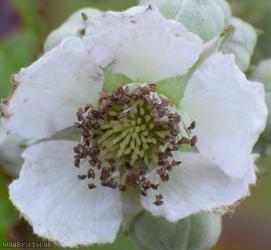 Elm-leaved x File-stemmed Bramble