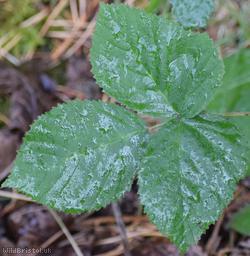 image for Rubus eboracensis x R. polyanthemus