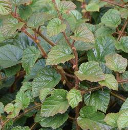 image for Chinese Bramble