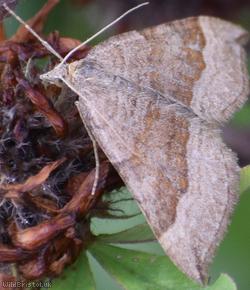 Shaded Broad-bar