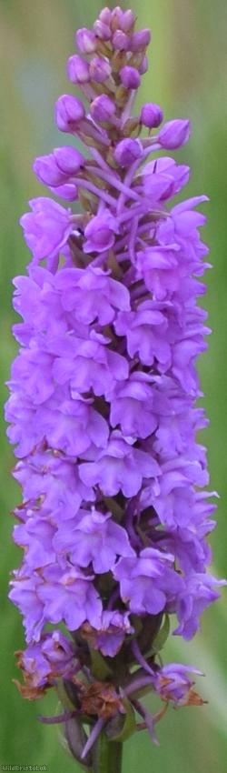 image for Marsh Fragrant-orchid