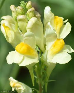 image for Common Toadflax