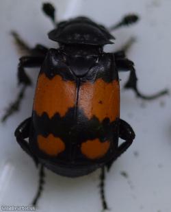 image for Common Sexton Beetle