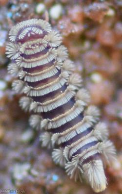 image for Bristly Millipede