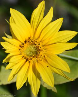 image for Sunflower