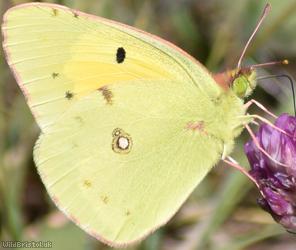 Clouded Yellow