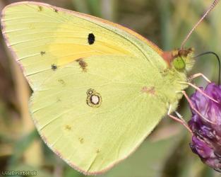 image for Clouded Yellow