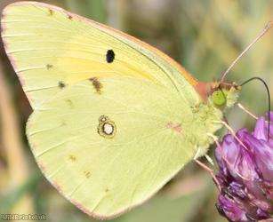 Clouded Yellow