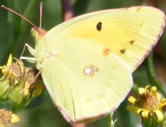 Clouded Yellow