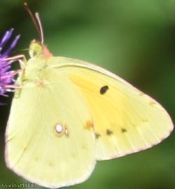 Clouded Yellow