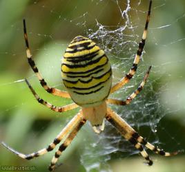image for Wasp Spider