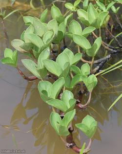 Bogbean