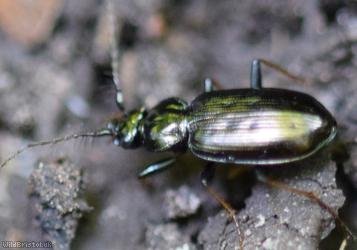 Loricera pilicornis