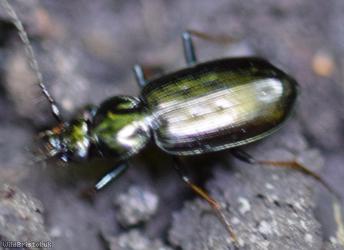 Loricera pilicornis