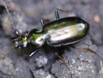 Loricera pilicornis