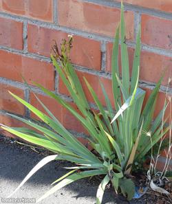 Pale Yellow-eyed-grass