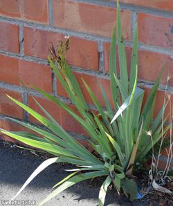 Pale Yellow-eyed-grass