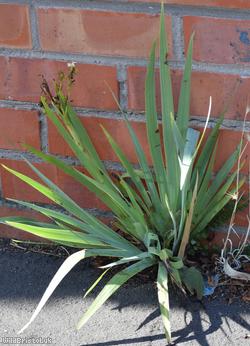 image for Pale Yellow-eyed-grass