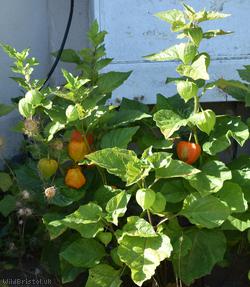 Chinese-lantern