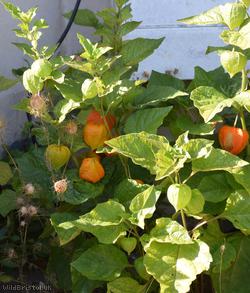 Chinese-lantern