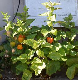 image for Chinese-lantern
