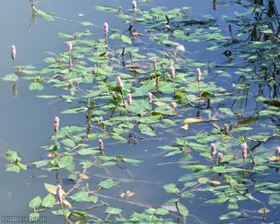 Amphibious Bistort