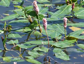 Amphibious Bistort