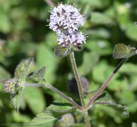 image for Water Mint