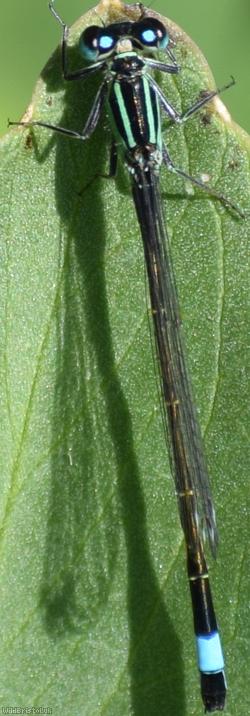 Blue-tailed Damselfly