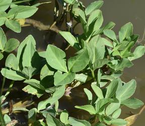 Bogbean