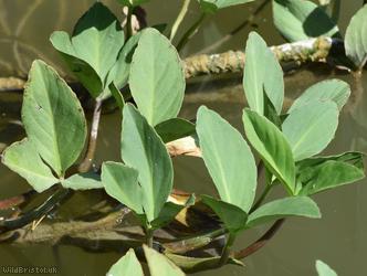Bogbean