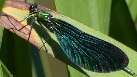 Beautiful Damoiselle