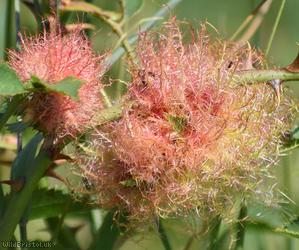 Bedeguar Gall Wasp