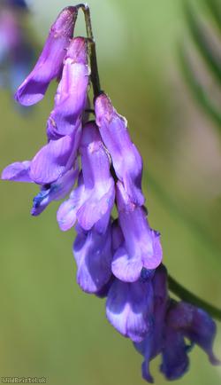image for Tufted Vetch