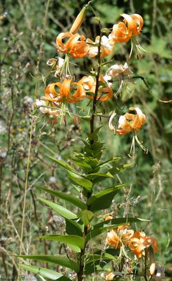 Tiger Lily