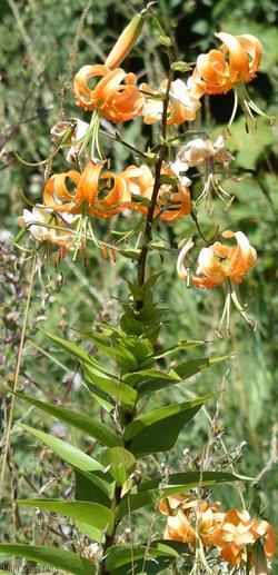 Tiger Lily