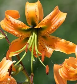 Tiger Lily