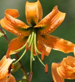 Tiger Lily