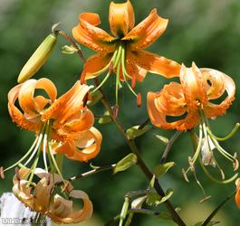 Tiger Lily