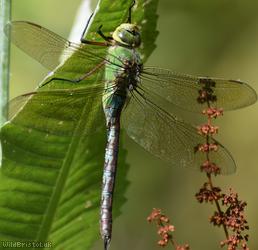 image for Emperor Dragonfly