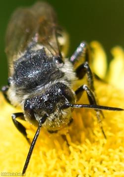 Shiny-vented Sharp-tail Bee