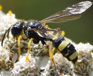 image for Ornate Tailed Digger Wasp